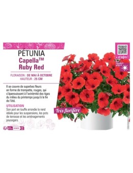 PÉTUNIA CapellaTM Ruby Red