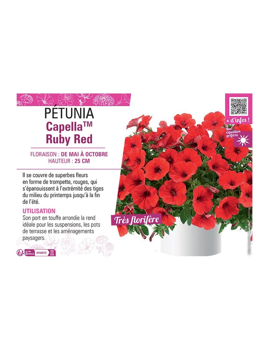 PÉTUNIA CapellaTM Ruby Red