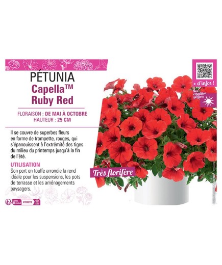 PÉTUNIA CapellaTM Ruby Red