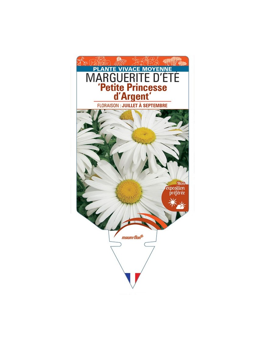 LEUCANTHEMUM 'Petite Princesse d'Argent' voir MARGUERITE D’ÉTÉ