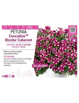PÉTUNIA CascadiasTM Bicolor Cabernet