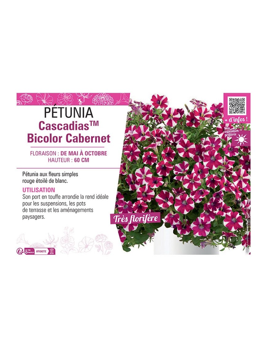 PÉTUNIA CascadiasTM Bicolor Cabernet
