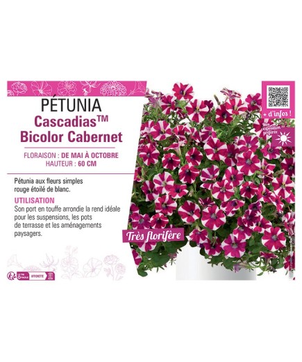 PÉTUNIA CascadiasTM Bicolor Cabernet