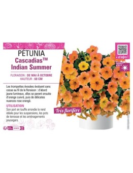 PÉTUNIA CascadiasTM Indian Summer