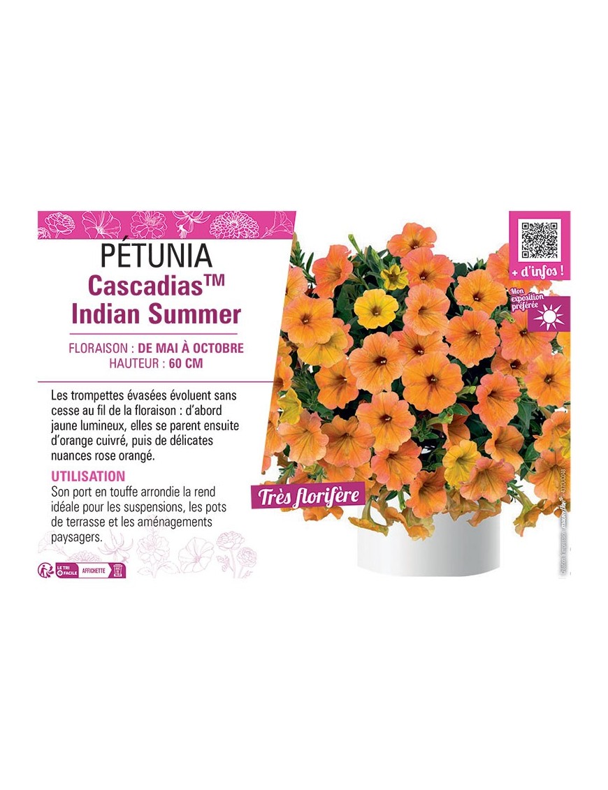 PÉTUNIA CascadiasTM Indian Summer