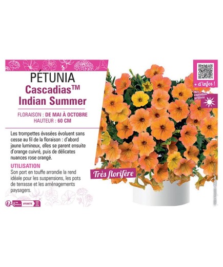 PÉTUNIA CascadiasTM Indian Summer