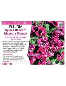 PÉTUNIA Splash DanceTM Magenta Mambo