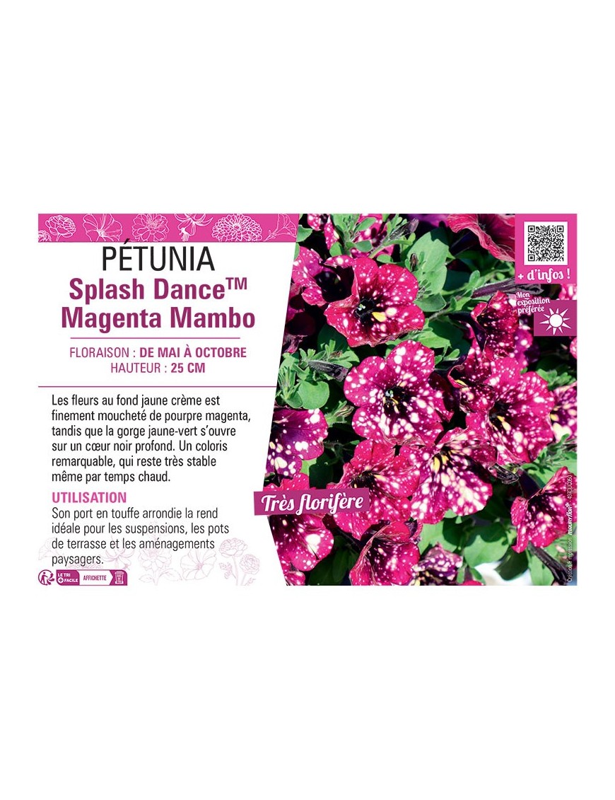 PÉTUNIA Splash DanceTM Magenta Mambo