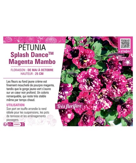 PÉTUNIA Splash DanceTM Magenta Mambo