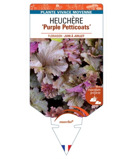 HEUCHERA Purple Petticoats