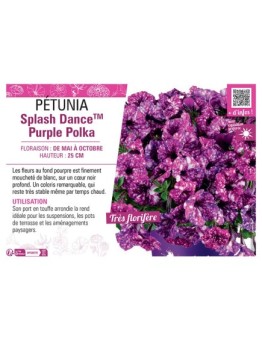 PÉTUNIA Splash DanceTM Purple Polka