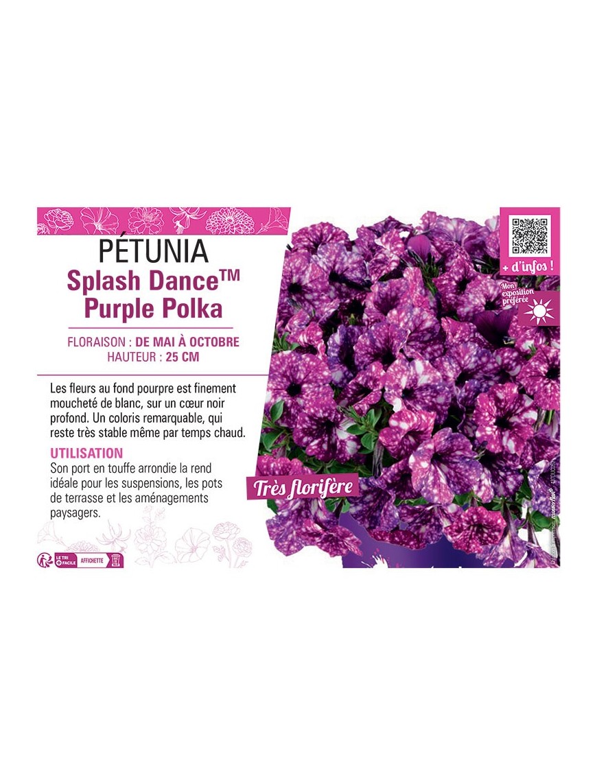 PÉTUNIA Splash DanceTM Purple Polka