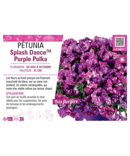 PÉTUNIA Splash DanceTM Purple Polka
