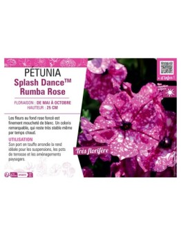 PÉTUNIA Splash DanceTM Rumba Rose