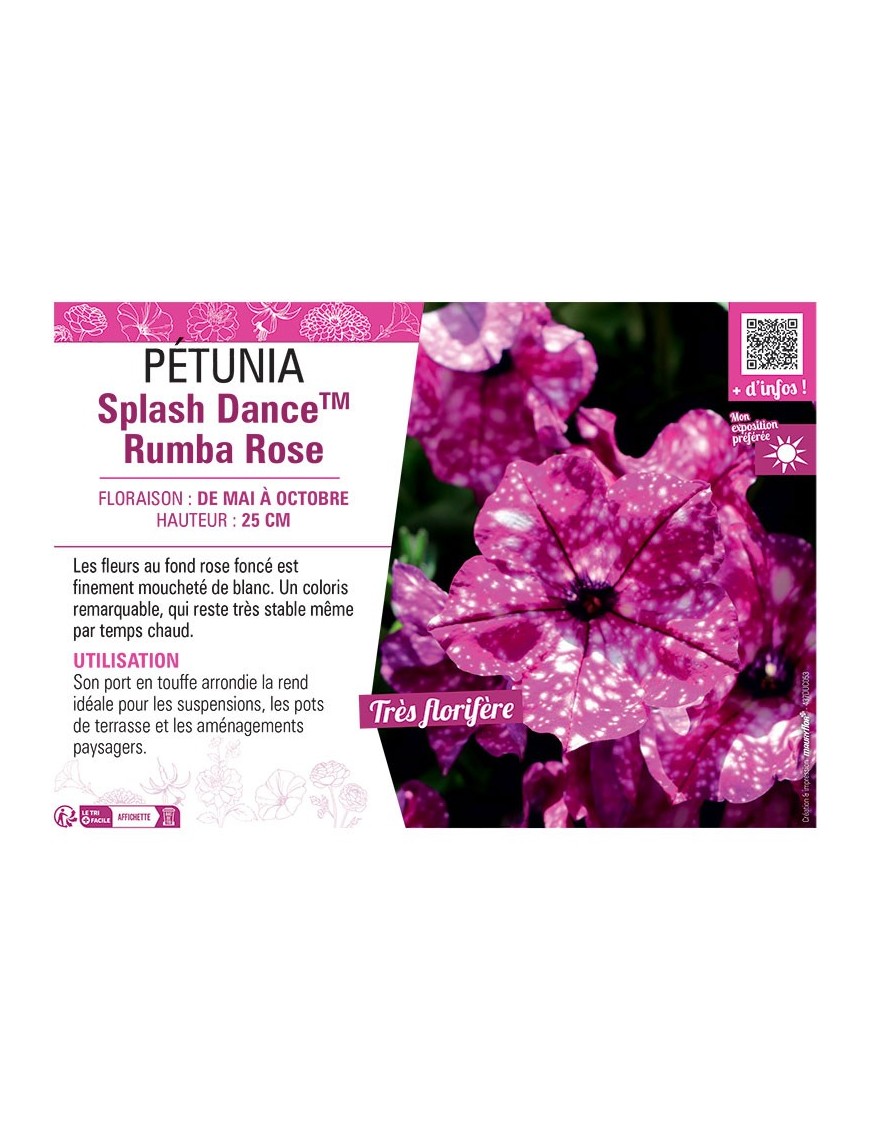 PÉTUNIA Splash DanceTM Rumba Rose