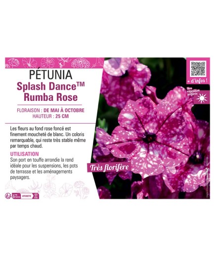 PÉTUNIA Splash DanceTM Rumba Rose