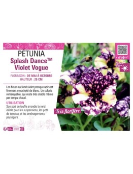PÉTUNIA Splash DanceTM Violet Vogue