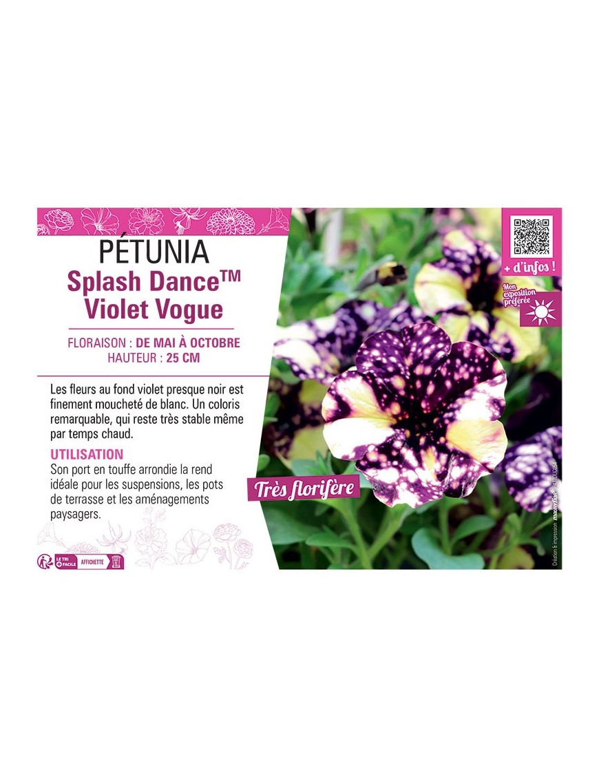 PÉTUNIA Splash DanceTM Violet Vogue