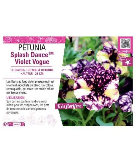 PÉTUNIA Splash DanceTM Violet Vogue