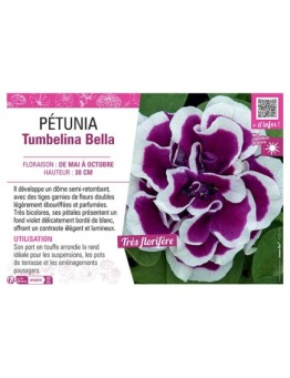 PÉTUNIA Tumbelina Bella