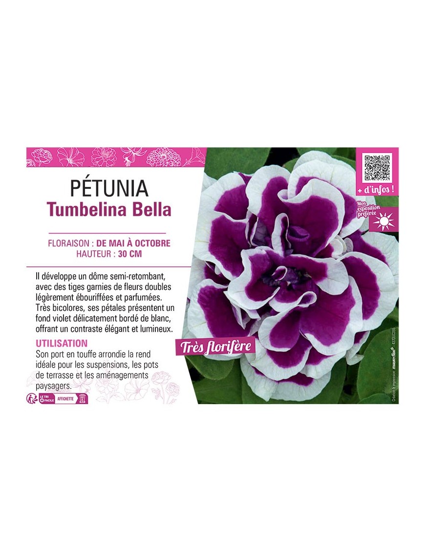 PÉTUNIA Tumbelina Bella