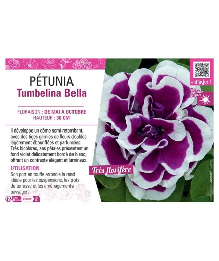 PÉTUNIA Tumbelina Bella