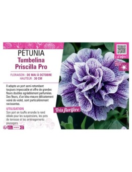 PÉTUNIA Tumbelina Priscilla Pro