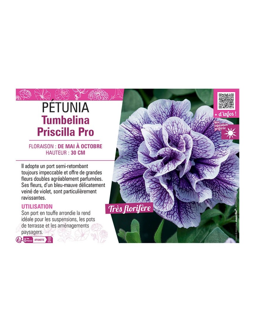 PÉTUNIA Tumbelina Priscilla Pro