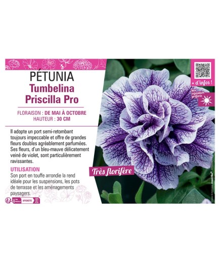 PÉTUNIA Tumbelina Priscilla Pro