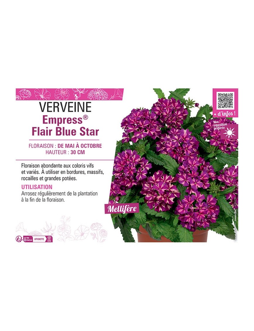 VERVEINE Empress® Flair Blue Star