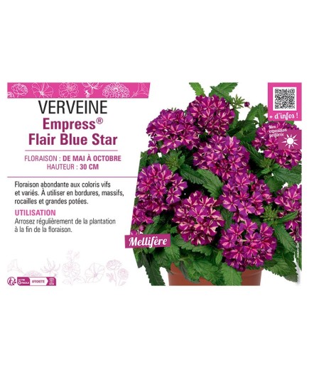 VERVEINE Empress® Flair Blue Star