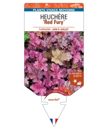 HEUCHERA Red Fury