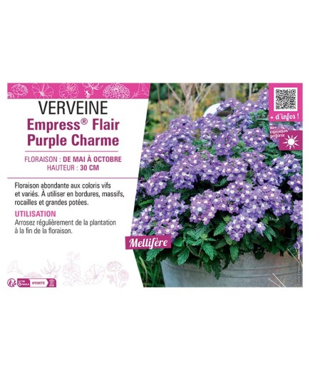 VERVEINE Empress® Flair Purple Charme