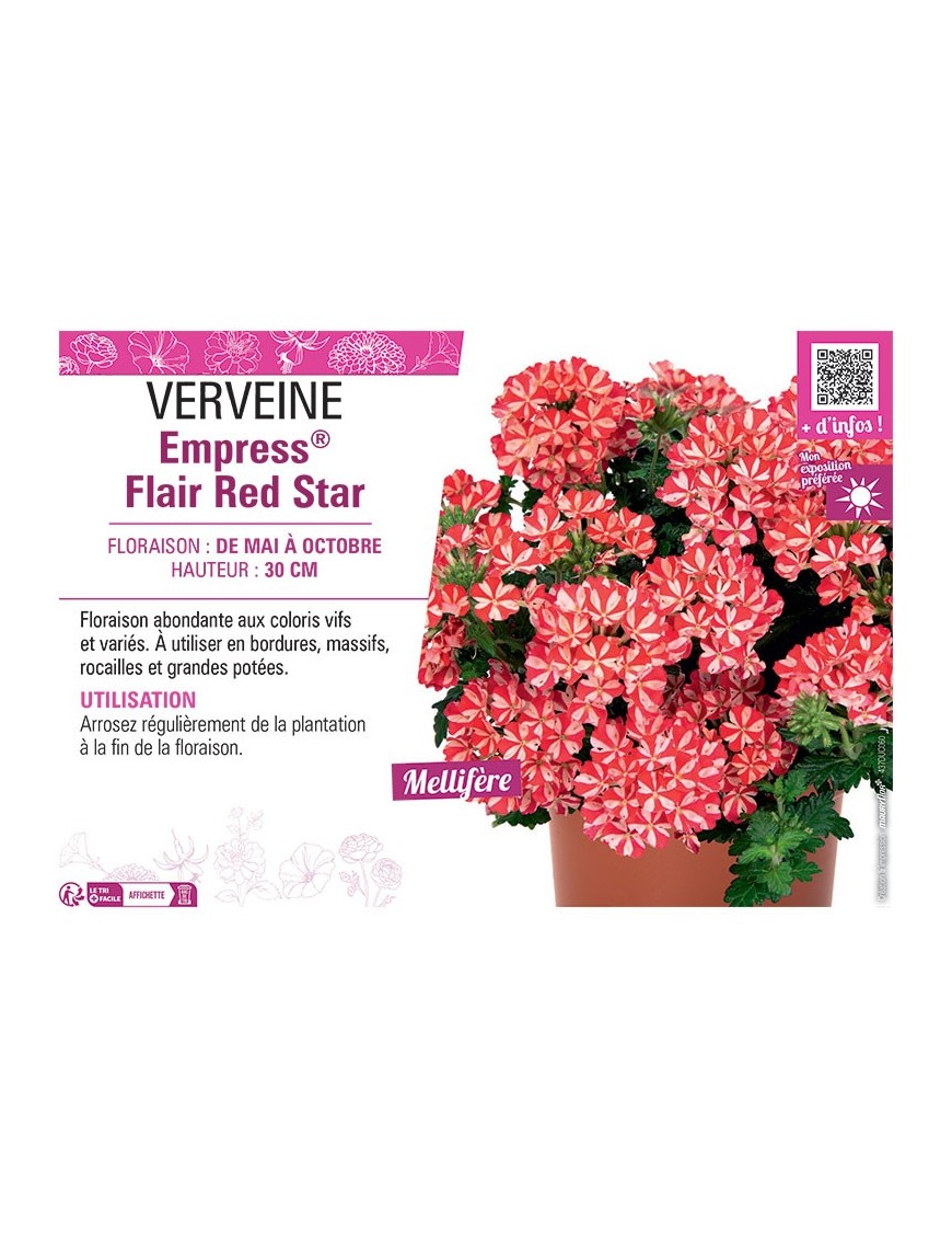 VERVEINE Empress® Flair Red Star