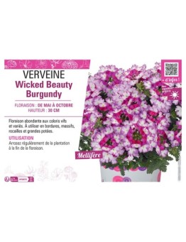 VERVEINE Wicked Beauty Burgundy