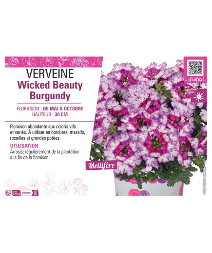 VERVEINE Wicked Beauty Burgundy