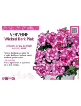 VERVEINE Wicked Dark Pink