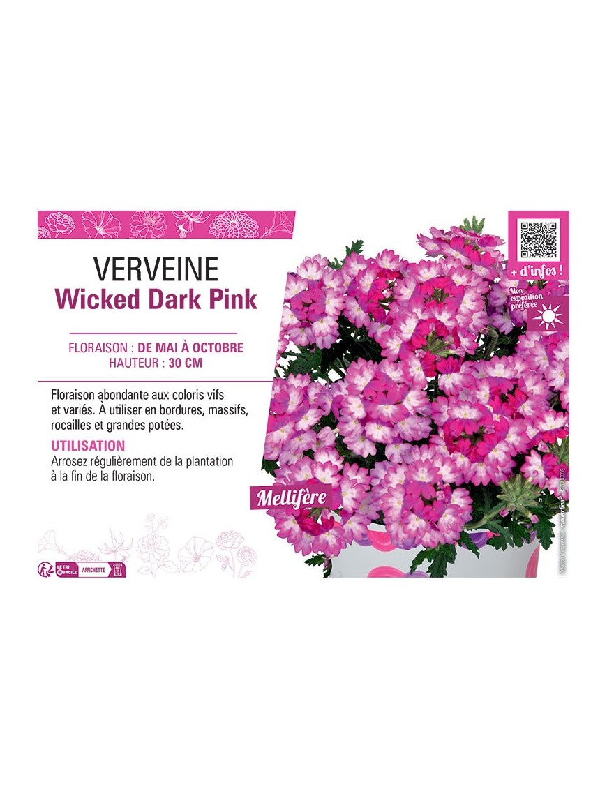 VERVEINE Wicked Dark Pink