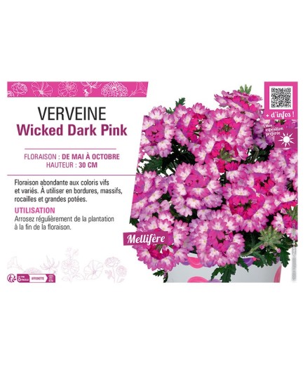 VERVEINE Wicked Dark Pink