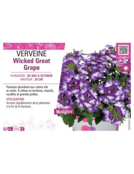 VERVEINE Wicked Great Grape