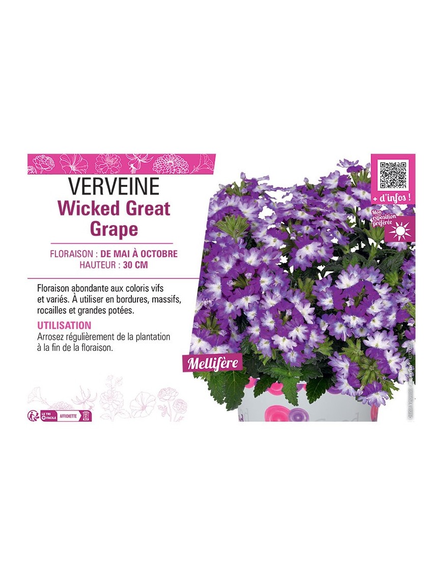 VERVEINE Wicked Great Grape