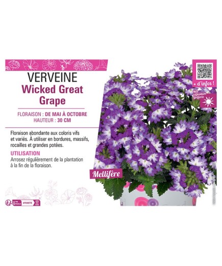 VERVEINE Wicked Great Grape