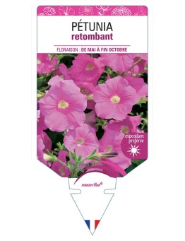 PÉTUNIA RETOMBANT (rose) *