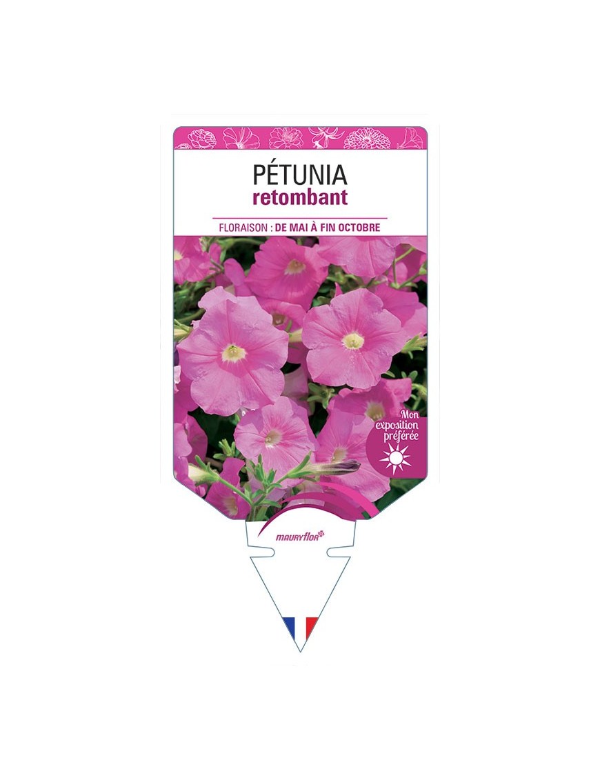 PÉTUNIA RETOMBANT (rose) *