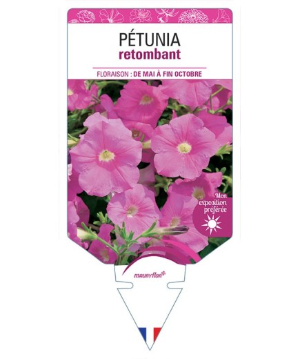 PÉTUNIA RETOMBANT (rose) *
