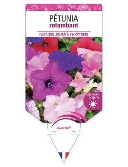 PÉTUNIA RETOMBANT (varié) *