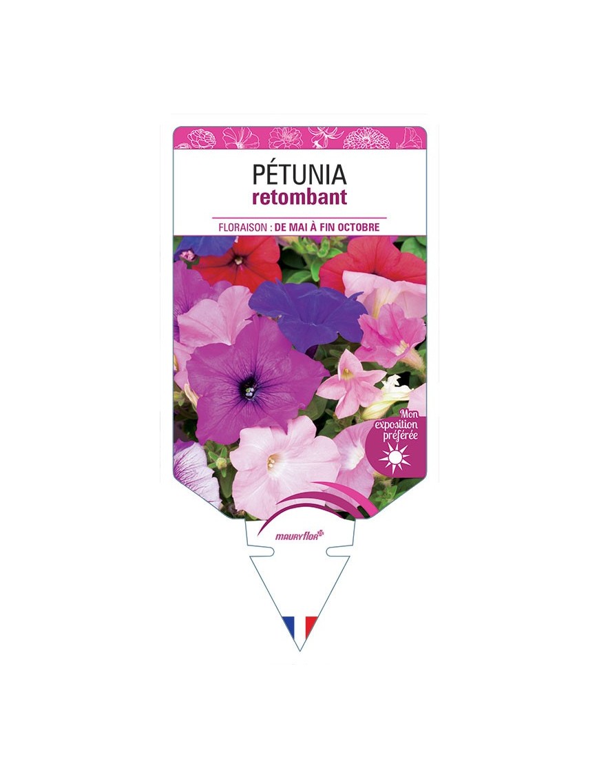 PÉTUNIA RETOMBANT (varié) *