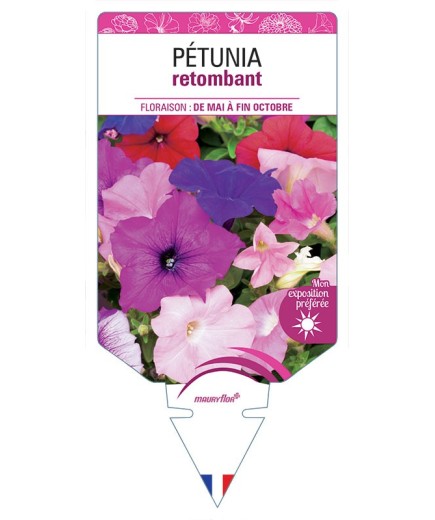 PÉTUNIA RETOMBANT (varié) *