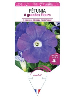 PÉTUNIA À GRANDE FLEUR (BLEU)
