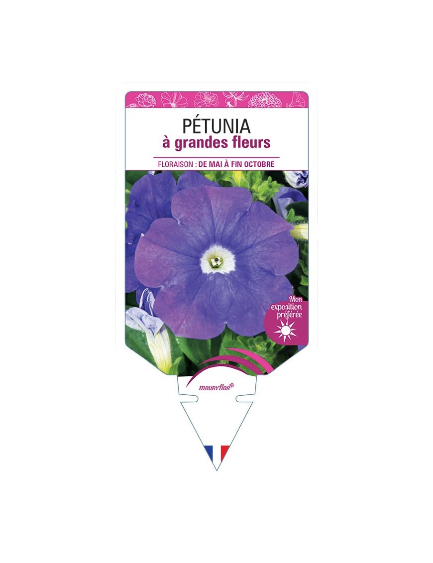 PÉTUNIA À GRANDE FLEUR (BLEU)